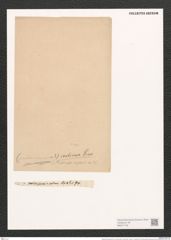 Nitzschia panduriformis var. continua Grun. (de-Toni-Nr.: Genus 47, Species 2012) Zeichnungen Sammlung Grunow (NHMW-BOT-W0371749)